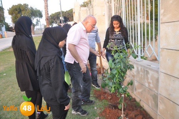 trees yaffa jamhairea (1).JPG